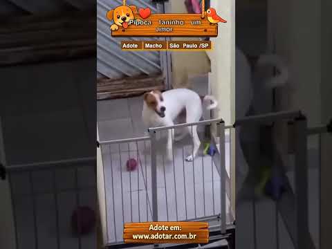 Vídeo de Pipoca 1aninho um amor 