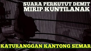 Download lagu SUARA BURUNG PERKUTUT DEMIT (titisan gajah Mada) mp3 Download lagu SUARA BURUNG PERKUTUT DEMIT (titisan gajah Mada) mp3