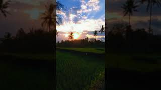 Download lagu Story Wa#senja di sore hari#persawahan desa mp3