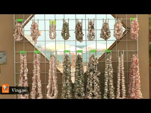 Resmålsfilm från Albena, Bulgarien - Resor hos Ving