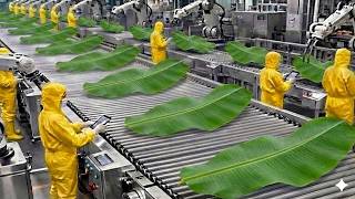 Download lagu Inside the Largest High-Tech Banana Leaf Processing Factory USA You’ve Never Seen Before mp3