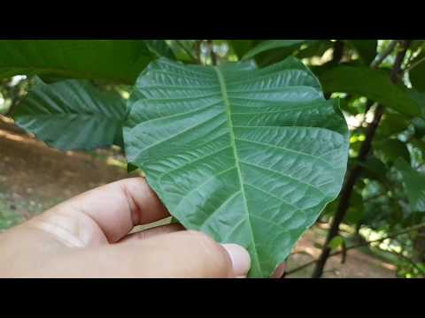 Lunasia amara Blanco alias Sanrego, Snakebites medicine