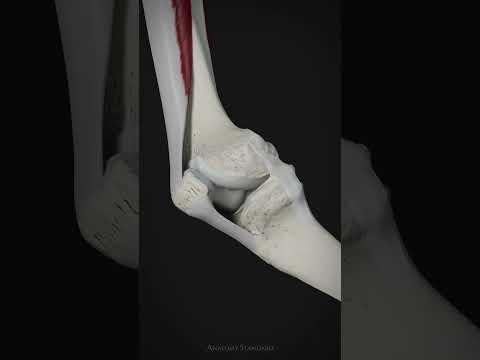 Movement of the patella and function of tibial collateral ligament