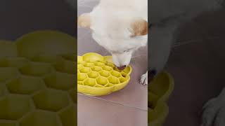 Custom Slow Feeder Dog Bowls Silicone Spiral Design Anti Choke  #youtubeshorts