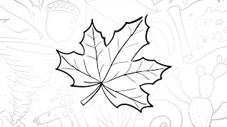 🍁 How to Draw a Simple Maple Leaf | Step-by-Step Lesson 🍂