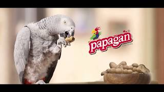 PAPAĞAN KURUYEMİŞ │ REKLAM FİLMİ