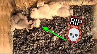 Download lagu This happens if the chick is in poor health. mp3 Download lagu This happens if the chick is in poor health. mp3