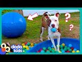 Wait Where S My BALL Dodo Kids Funny Dog Videos