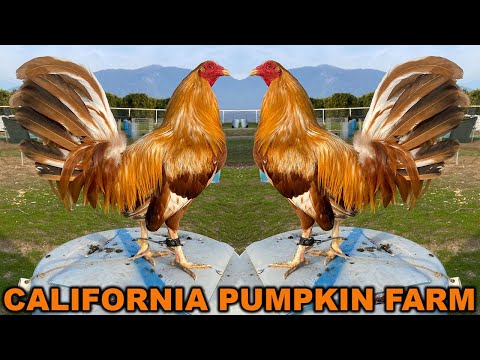 CALIFORNIA !! Pumpkin Farm Frank Brizuela 💯 Beautiful Birds