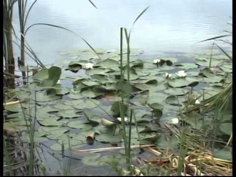 prezentare  tara motilor   ianculesti