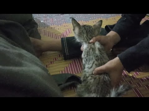 Abdul Hadi playing with his cat| अब्दुल हादी अपनी बिल्ली के साथ खेल रहे हैं | عبدالہادی اور اسکی بلی