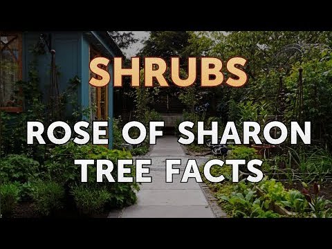 How to Prune a Bottlebrush Shrub