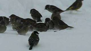 preview picture of video 'Feeding Birds in The Winter (tihased)'