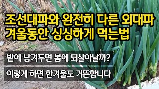 조선대파와 완전히 다른 외대파. 이렇게 해야 겨울동안 싱싱하게 먹어요