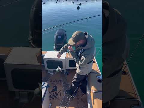 On the Water Stories: Featuring The Lateral Line