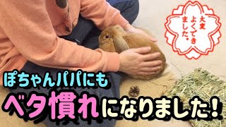 ぽちゃんパパ、ベタ慣れへのリベンジ！【Friendly rabbit】