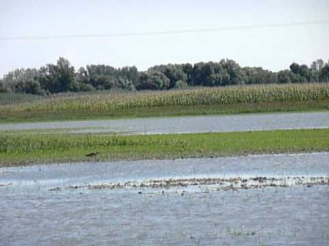 Birding Slovakia - Numenius arquata - Hvizdák veľký