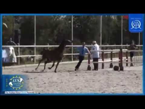 Flaxman’s Pandora - 2y old arabian horse by Flaxman Arabians