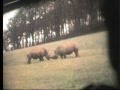 Knowsley Safari Park Short Silent Film With Commentary Circa 1973