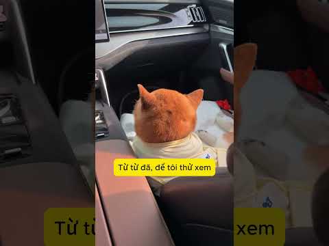 Nhỏ này giật lông của tôi mọi người ơi! #shorts