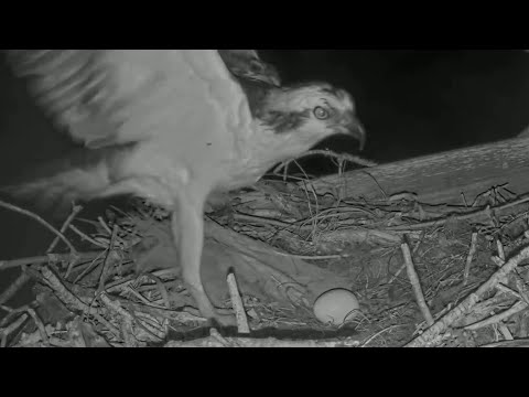 Captiva Osprey Cam | Andy first time meet egg | 09.01.2022