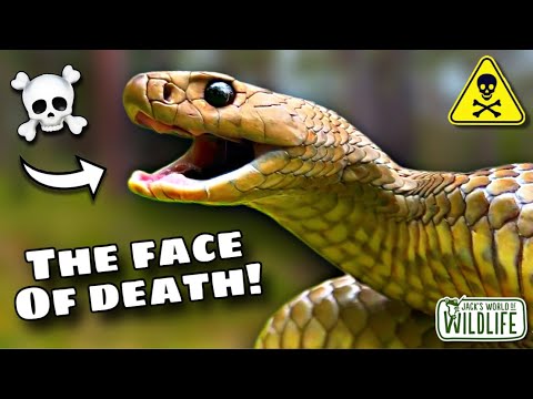 DEADLIER THAN A TAIPAN?!?! How DEADLY Is The BITE Of The EASTERN BROWN SNAKE!?