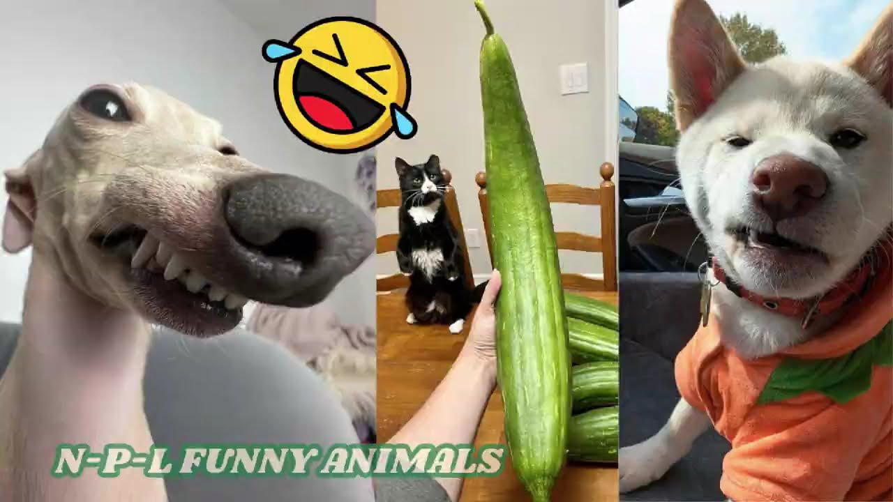 Funny ANIMALS Videos 😅 The Funniest CATS😺, DOGS 🐶  2024
