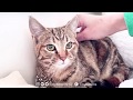 Meet Mercy, our new feral cat with a broken jaw