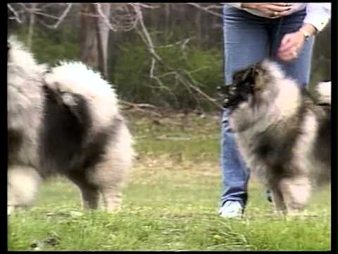 Keeshond breed video