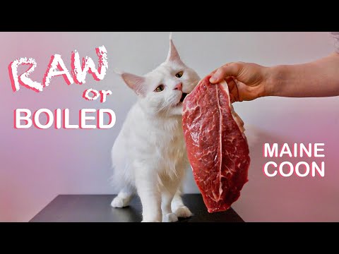 Maine Coon Cat tries Black angus steak: RAW or BOILED?