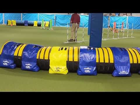 Kaldi uki agility novice