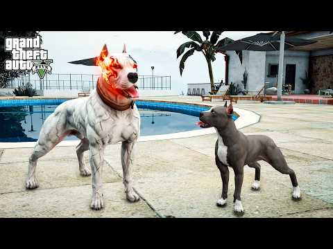 EJDER DÖVMELİ MİKE EN GÜÇLÜ PİTBULL OLUYOR! CAİN'İN MÜHRÜNÜ ALDI! - GTA 5