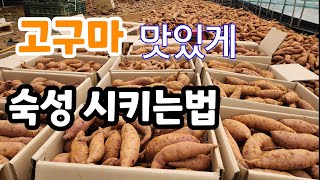 자색 고구마 맛있게 숙성  이렇게 하세요