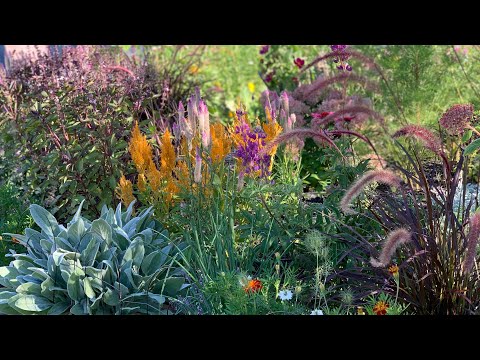 EARLY MORNING GARDEN WALK🌸 short video of the morning light shining on the garden 🌸fountain grass