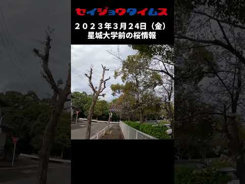 【星城タイムス番外編】今日の星城大学前の桜（2023年3月24日）　＃ショート