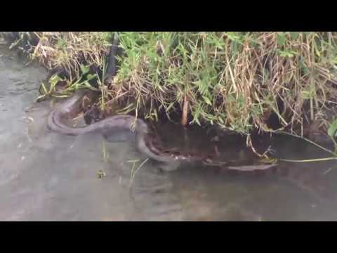 Anaconda Aparece na Represa