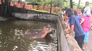 preview picture of video 'Samut Prakan Crocodile Farm and Zoo, Samut Prakan Province, Thailand  (20)'