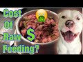 Raw Diet for Pitbulls! Pitbull transition raw food feeding!