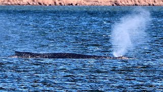 Kambur balina Timmy Almanya'nın kuzeyinde sığ sularda mahsur kaldı