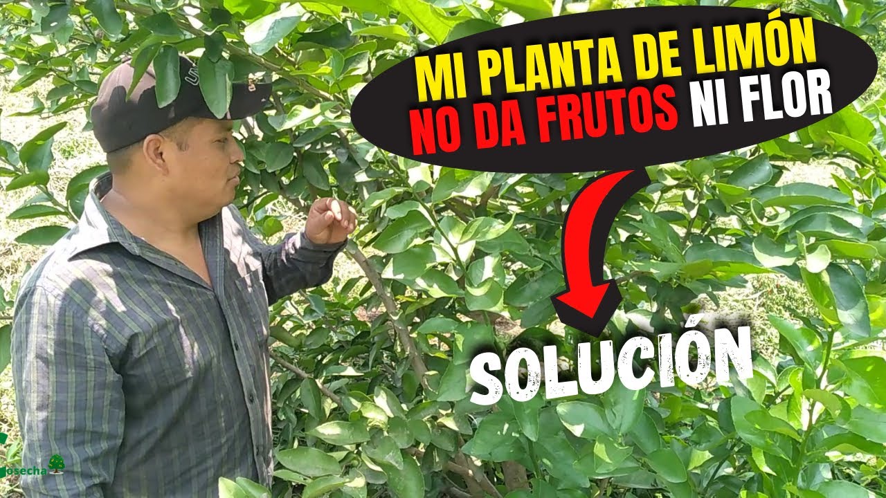 SOLUCIÓN Porqué no Florece Mi Planta de Limón NO Da Frutos Mi Planta de  Cítricos