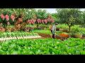 Harvest Sell Cook With Mixed Vegetables Radishes Figs Mangoes Ambarella Solo Farming