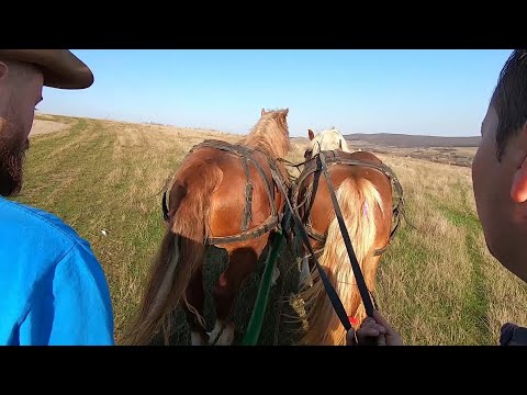 Armasarii lui Adi de la Calnic, Alba - 2020 Nou!!!