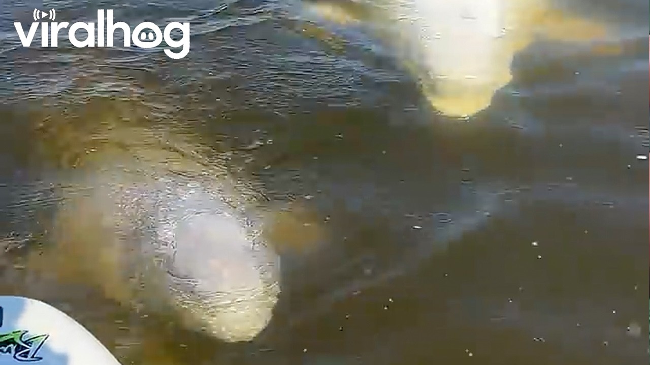 Playful Beluga Whales Swim Up to Paddleboarders || ViralHog