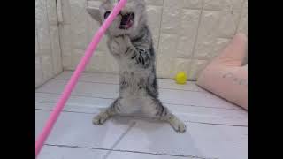 アメリカンショートヘアの動画01