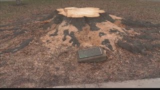 UPDATE: Bicentennial Tree in Evansville that was cut down by mistake to be replaced