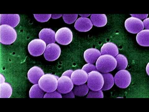 Sowohl zu Hause Heilung Prostatitis Wie für die Ergebnisse der Prostatabiopsie warten