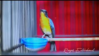 Download lagu tledekan gunung fighter‼️ampuh untuk pancingan tledekan kurang mental mp3