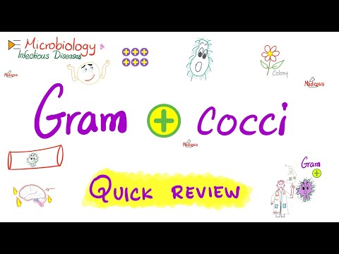 Gram-Positive Cocci - Quick Review - Microbiology 🧫 and Infectious Diseases 🦠