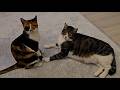 Two Disabled Cats Holding Each Other S Paws Clinging To Life With Love