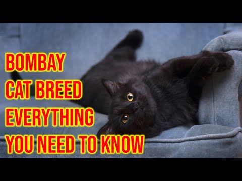 Bombay Cat Breed 101 Everything You Need To Know/All Cats